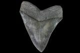 Serrated, Fossil Megalodon Tooth - South Carolina #90387-2